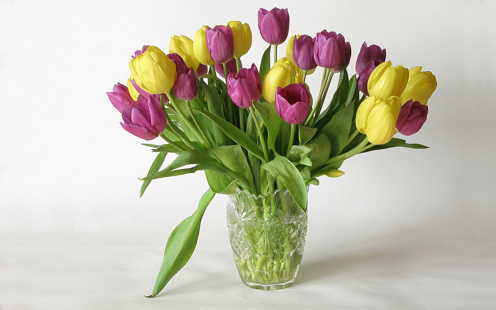 Obrzek, tapeta Tulipny v 1680x1050 pixel. Pozad, wallpaper zdarma