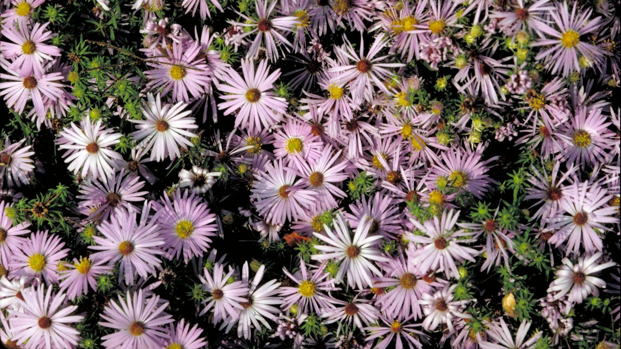 Tapeta na plochu monitoru: Jarní květiny, 1280x720. Obrázek, wallpaper zdarma