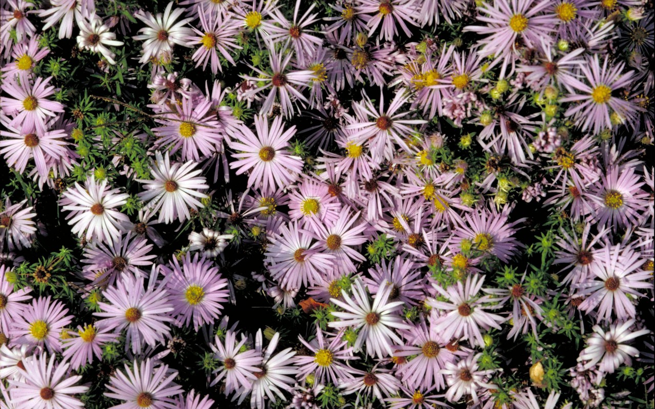 Tapeta na plochu Jarní květiny, 1280x800. Obrázek, wallpaper, pozadí zdarma