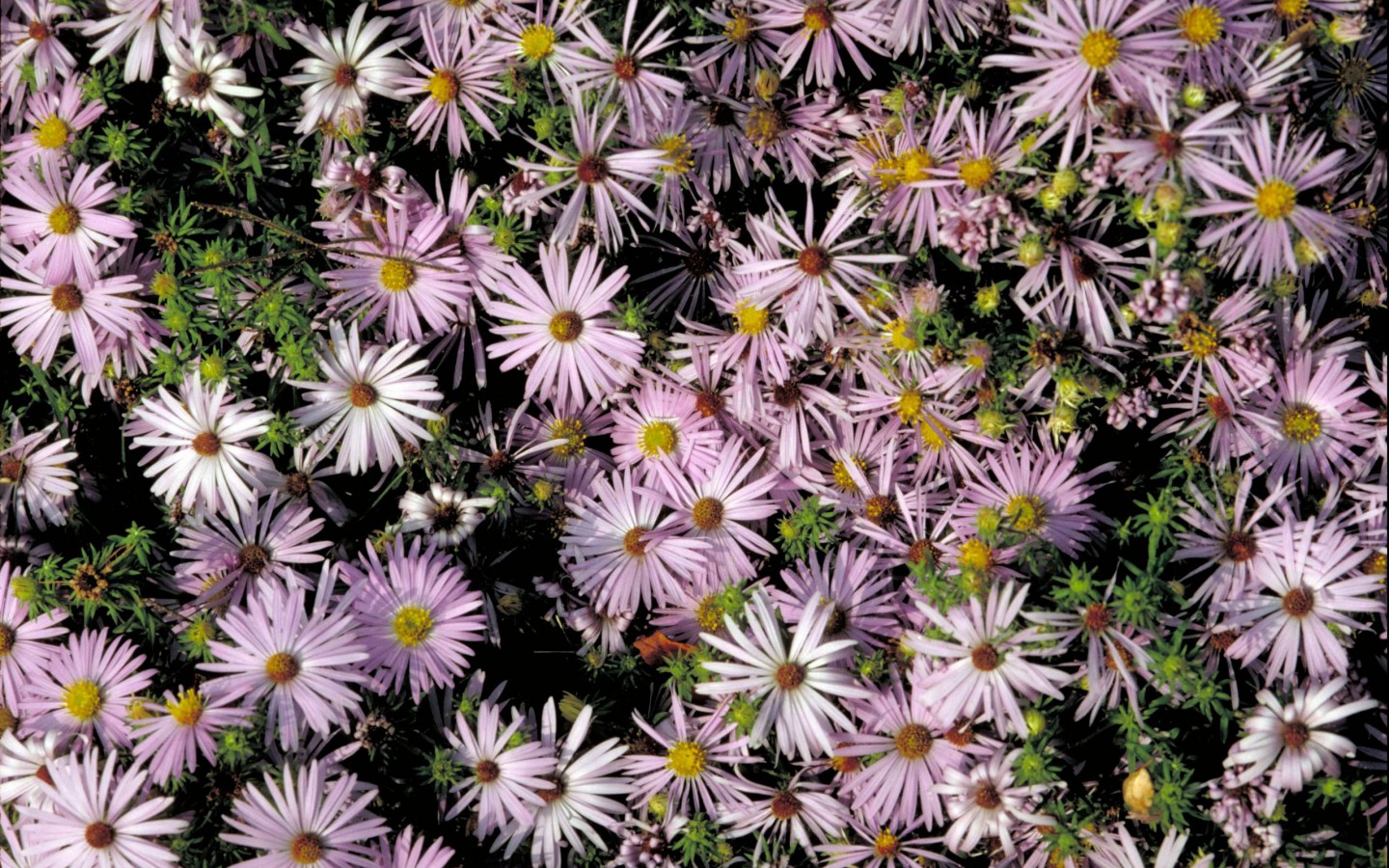 Obrázek, tapeta Jarní květiny v 1440x900 pixelů. Pozadí, wallpaper zdarma