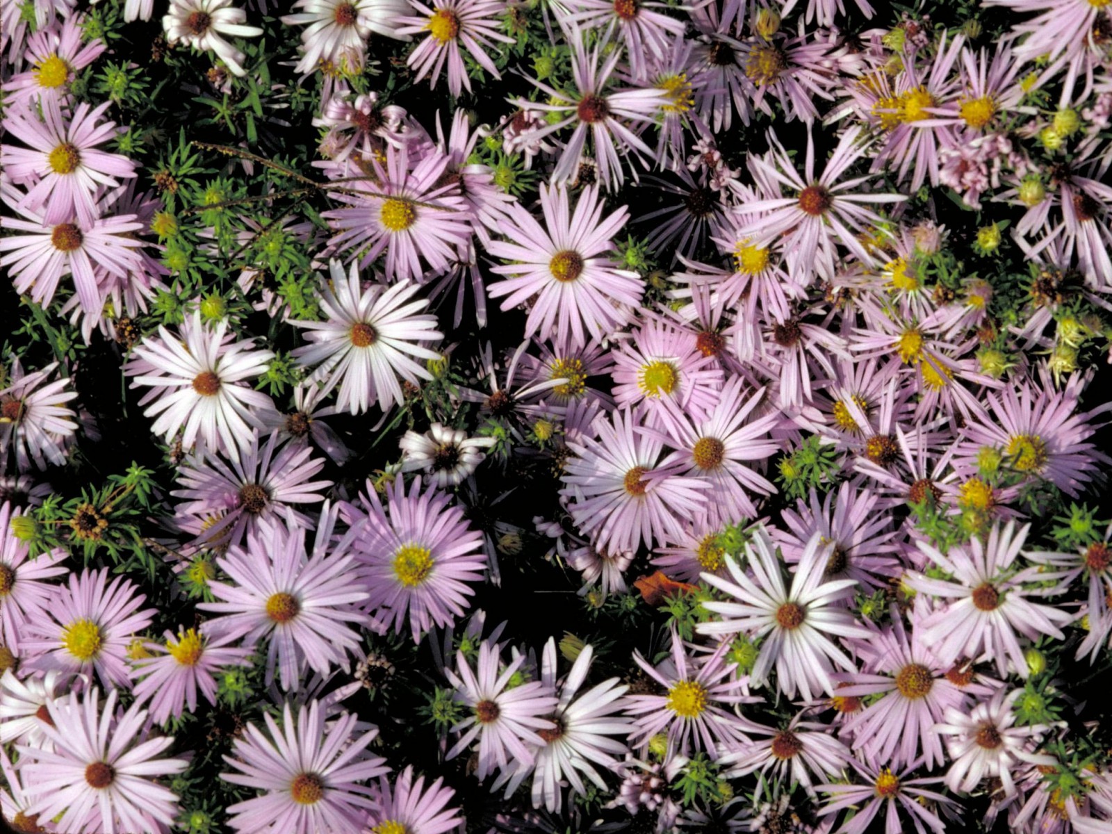 Jarní květiny | 1600x1200. Pozadí, obrázek, tapeta na plochu