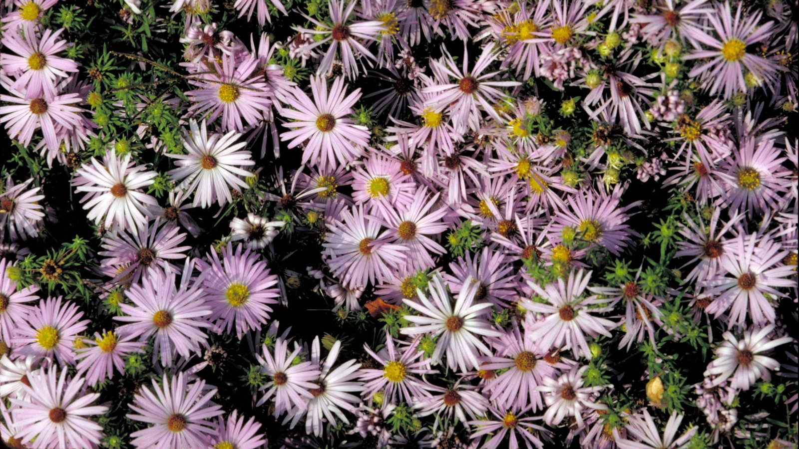 Tapeta na plochu Jarní květiny v 1600x900. Obrázek ke stažení zdarma