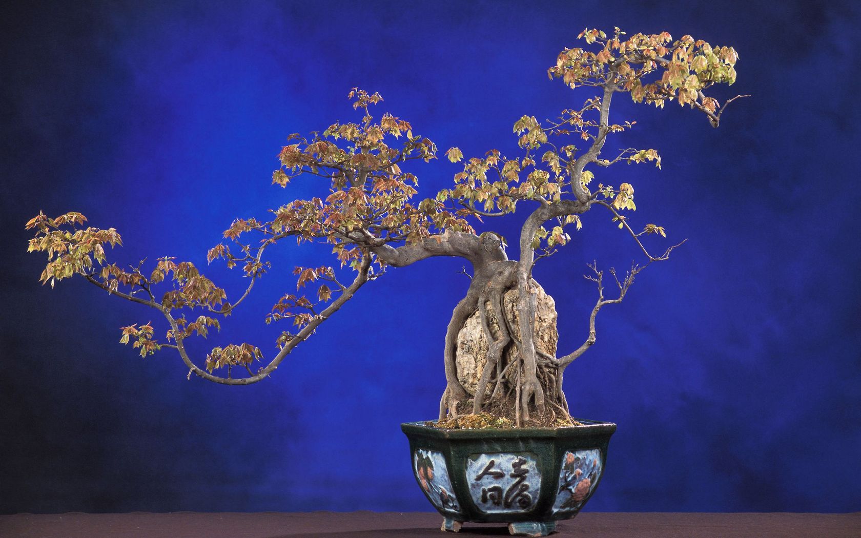 Tapeta na plochu Bonsai v 1680x1050. Obrázek ke stažení zdarma