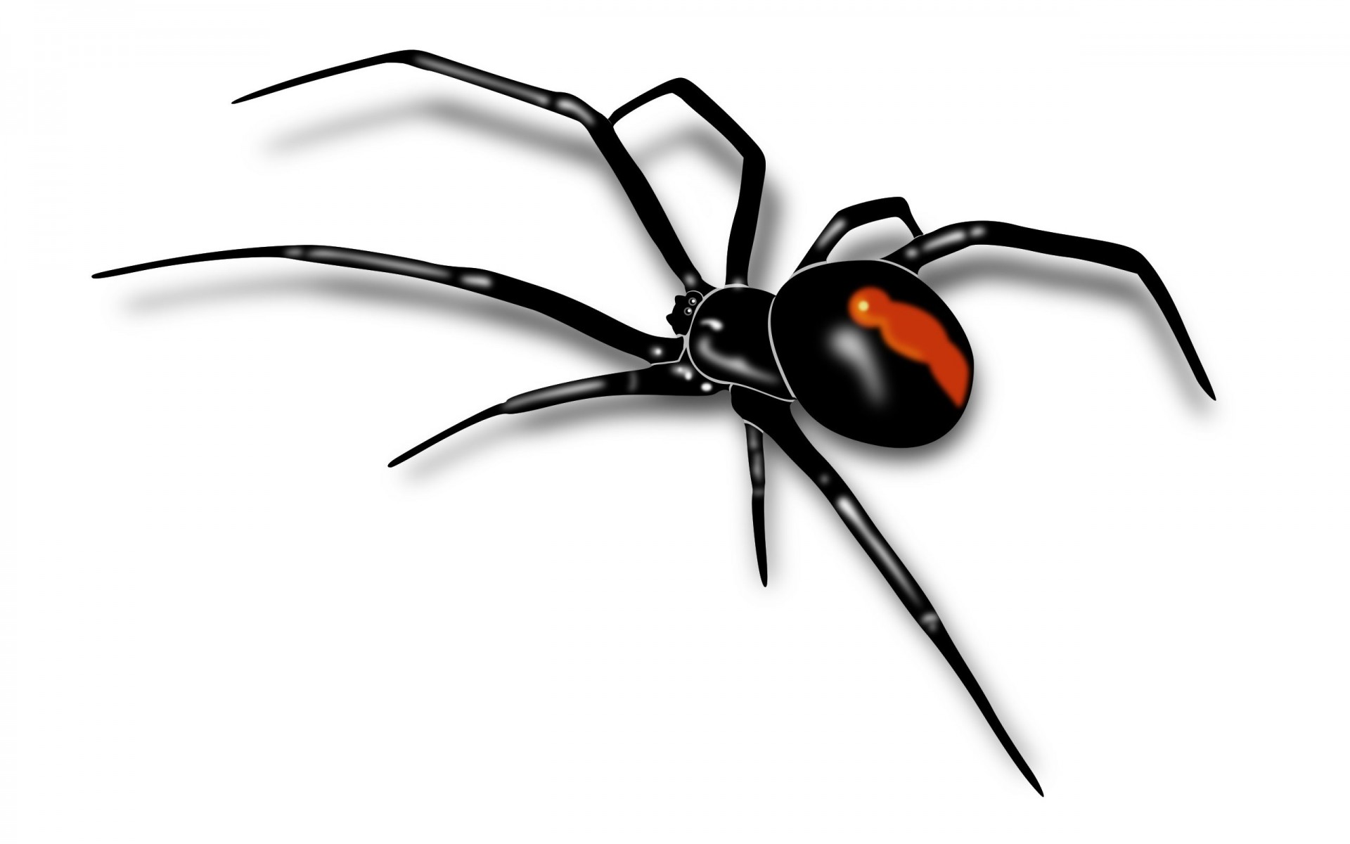 Pavouk | 1920x1200. Tapeta, pozad na plochu Windows