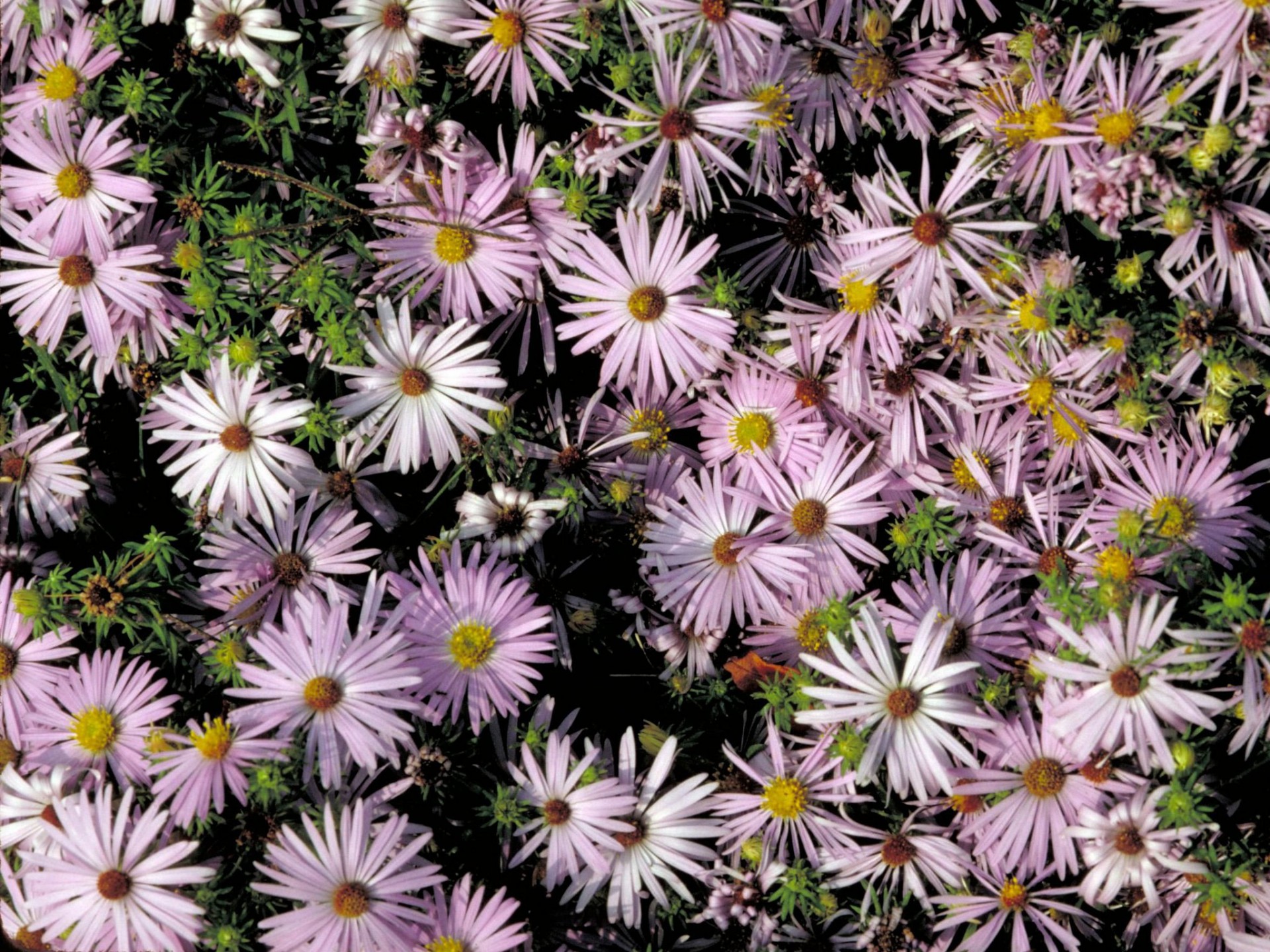 Tapeta na plochu Jarní květiny v 1920x1440. Obrázek ke stažení zdarma