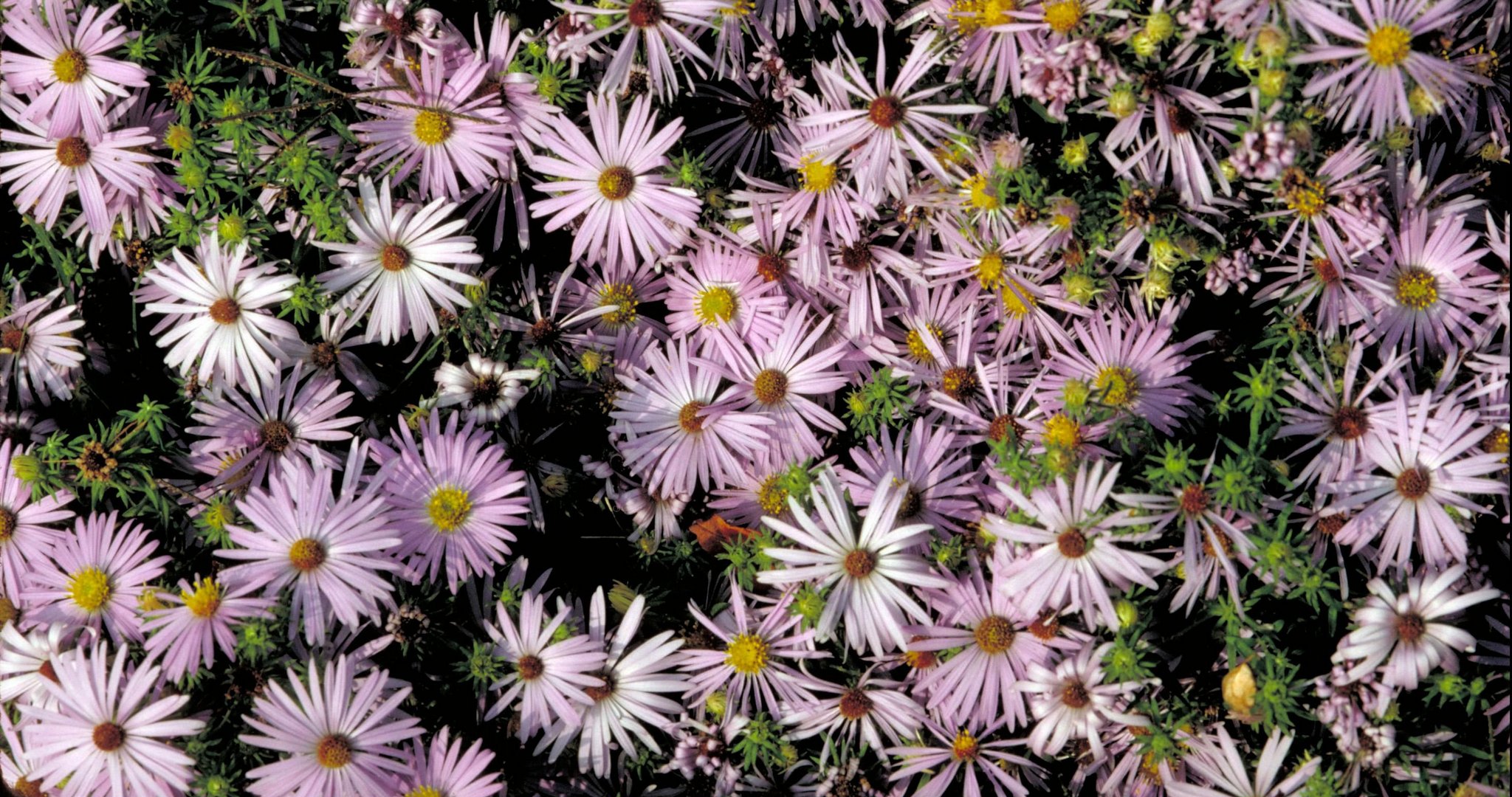 Obrázek, tapeta Jarní květiny v 2048x1080 pixelů. Pozadí, wallpaper zdarma