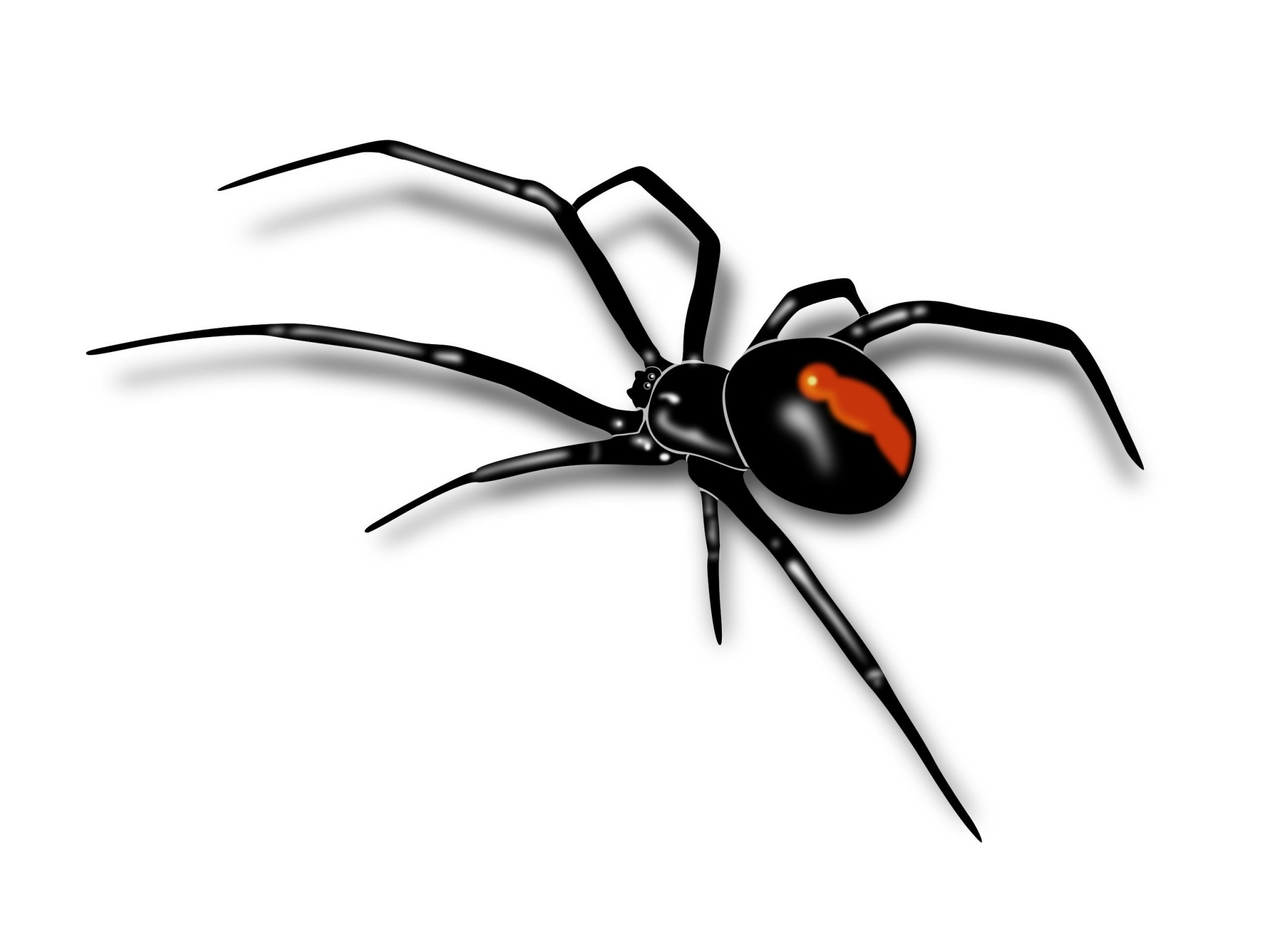 Черная вдова паук арт