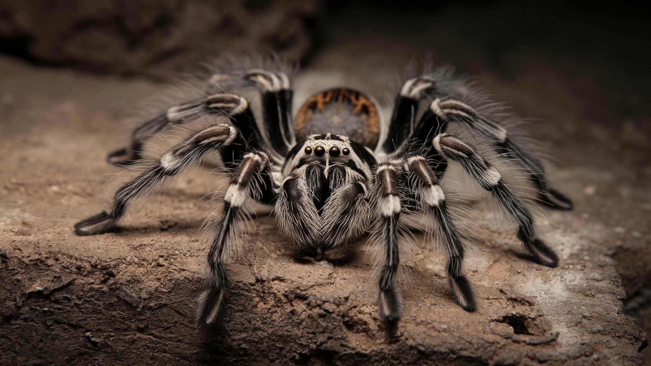 Tapeta, pozad Tarantule | 2560x1440 | wallpaper na plochu PC, tabletu 