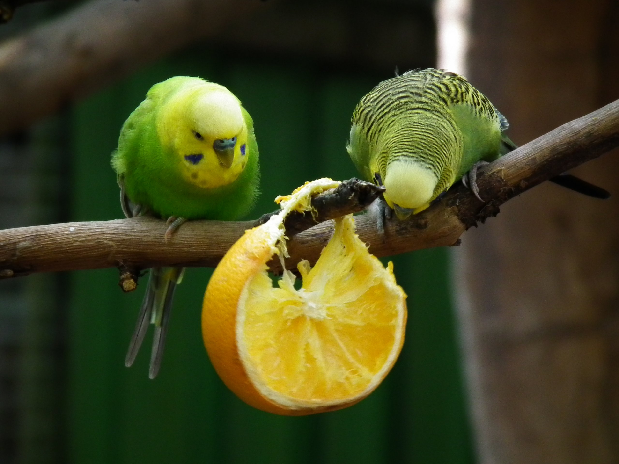 Можно давать попугаям банан. Питание волнистых попугайчиков. Попугай волнистый апельсин. Что едят попугаи. Фрукты для попугаев.