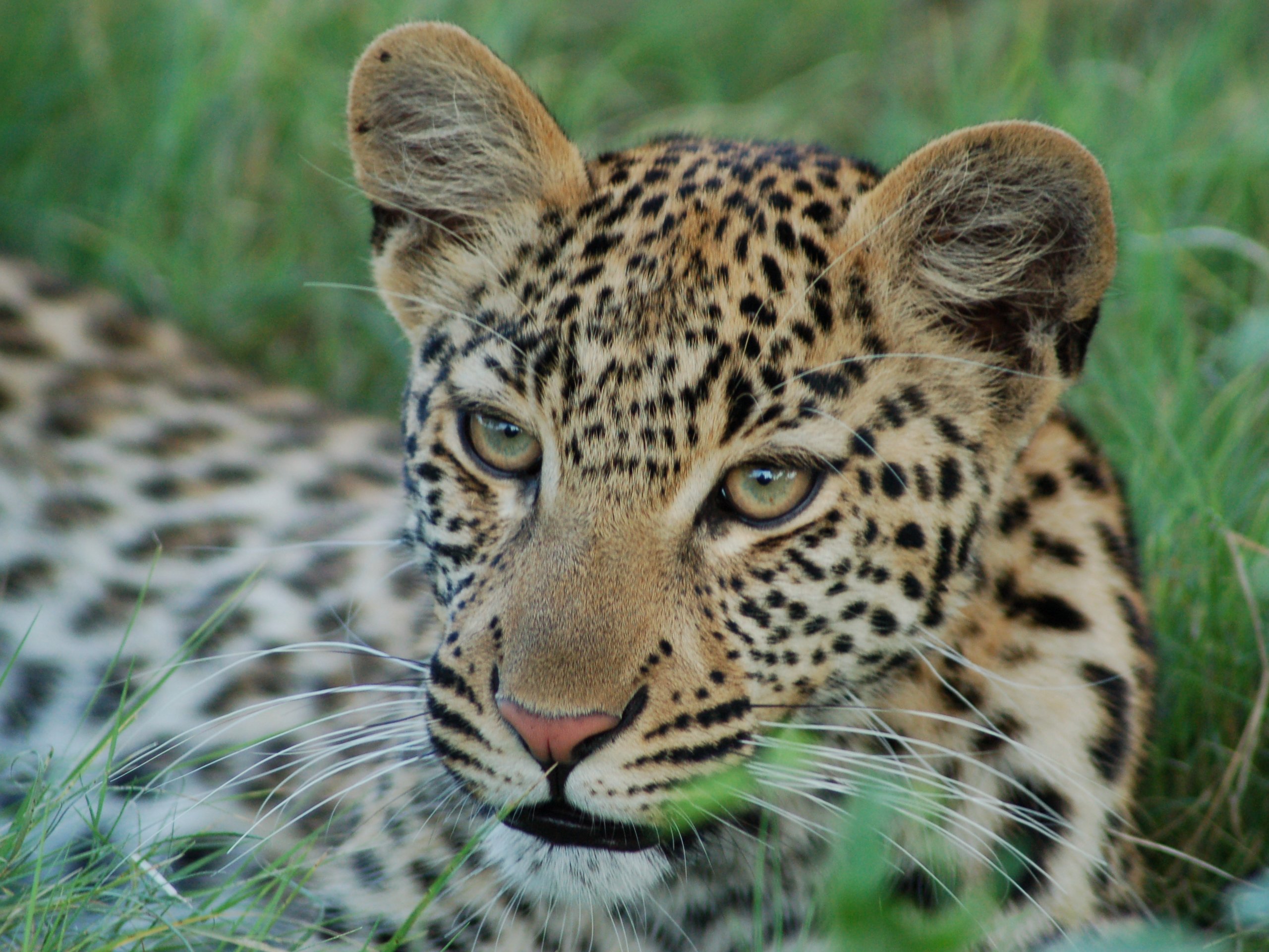 Pozad Leopard 2560x1920. Potaov tapeta na plochu. Wallpaper, obrzek zdarma