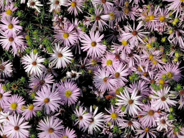 Tapeta na plochu monitoru: Jarní květiny, 640x480. Obrázek, wallpaper zdarma