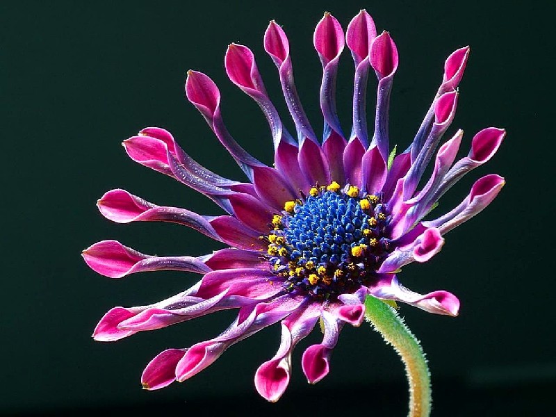 Tapeta, obrázek Květina - 800x600 px. Wallpaper na plochu PC zdarma