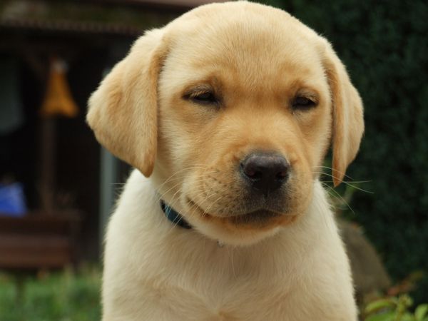 Labrador štěně - tapeta na plochu tabletu nebo PC zdarma