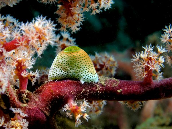 Tapeta na plochu PC zdarma s názvem Mořské korály