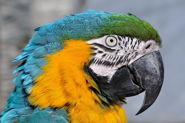 Papoušek - pozadí na plochu operačního systému zdarma