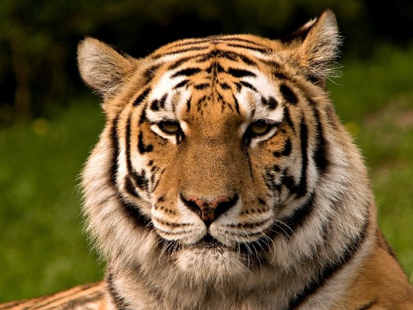 Tygr - pozadí pro Windows, Linux, Android, iOS