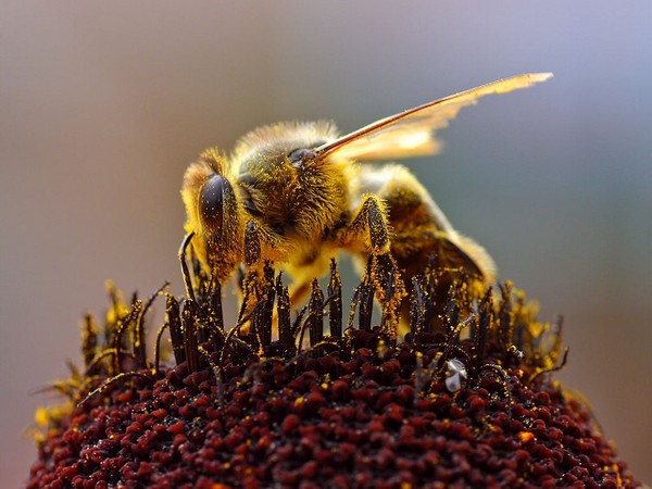 Náhled obrázku na plochu Včela ke stažení zdarma