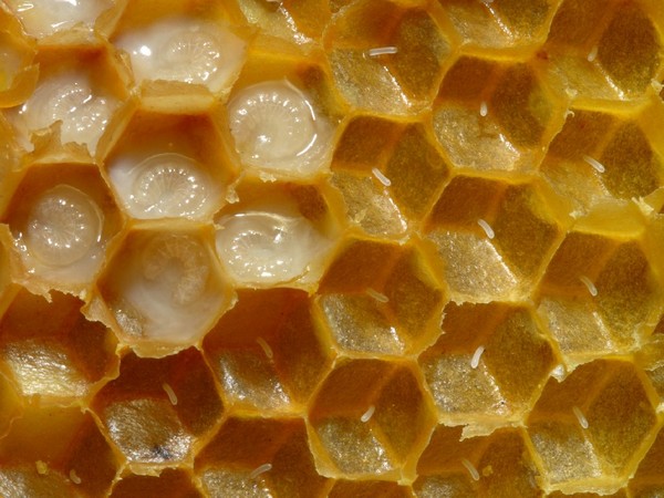 Tapeta na plochu PC s názvem Včelí plástev