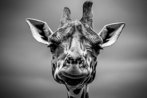 Žirafa - pozadí na plochu operačního systému zdarma