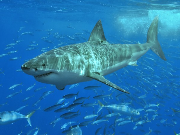 Náhled obrázku na plochu Žralok ke stažení zdarma